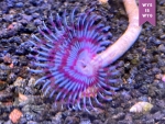 Sabella sp. - Röhrenwurm weiss/ violett